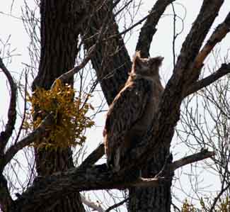 fish owl